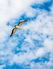 Australia Pelican Flying High in Myall Lake National Park