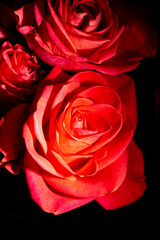 Fototapeta premium Red rose flowers as background.
