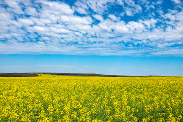 Fototapeta premium キャノーラ畑（オーストラリア）