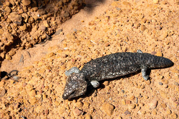 オーストラリアの自然、爬虫類