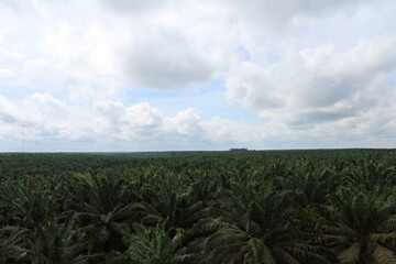 Fototapeta na wymiar Palm plantation as tropical forest