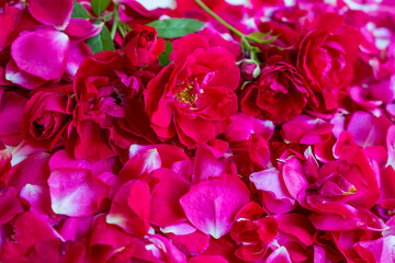 Natural background of red roses and rose petals