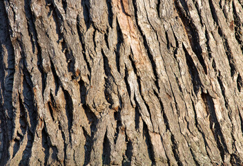 Bark on a tree as an abstract background.