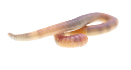 Earthworm on a white background.