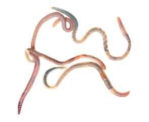 Earthworms isolated on a white