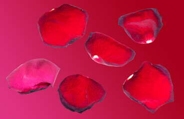 Red rose petals isolated on red