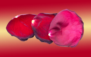 Red rose petals isolated on red
