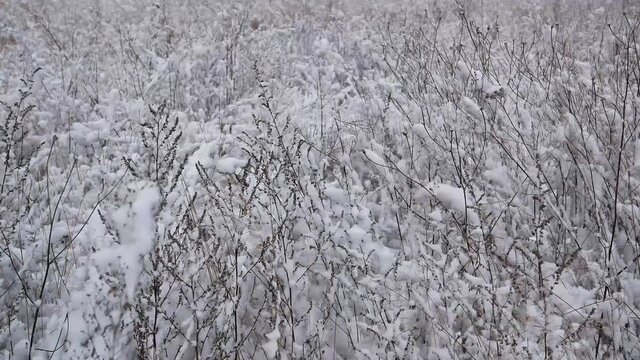 Meadow plants are covered with white snow in winter. Snow blizzard. Falling snowflakes. Winter season. Natural landscape. Weather. Synoptic weather forecast. Merry Christmas. New Year.