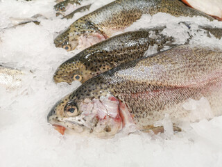 Trout fish in ice on the counter