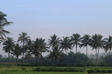 Natural rural agriculture