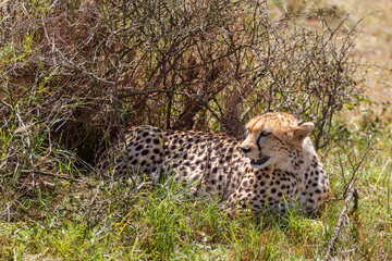 Fototapeta na wymiar Close up of a Cheetah lying on a bush and resting