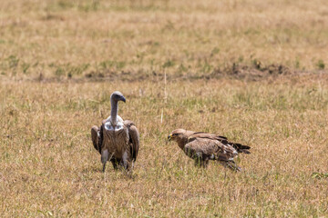 Vulture and an eagle are sitting on the ground at the savanna