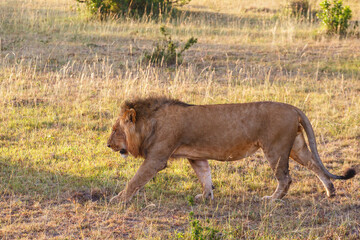 Lion male who walks on the savannah in Masai Mara, Africa