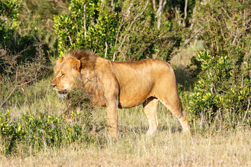 Wandering male lion in the bushes on the African savanna