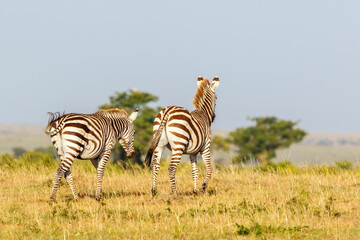 Zebras walking on the African savanna