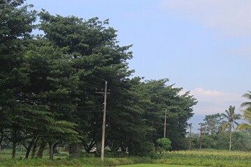 Obraz premium A lot of big trees with blue sky