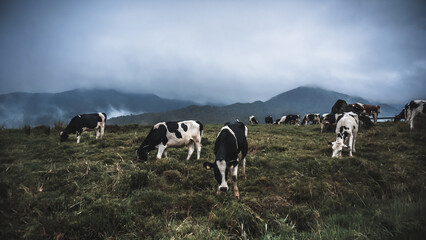 cows eating grass at rural mountain area