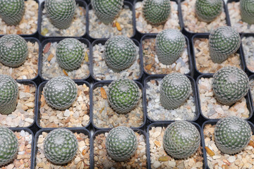 small, beautifully patterned green cactus planted by farmers for sale at the Agricultural Fair - where sunshine keeps warm in winter.