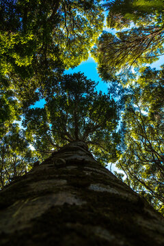 Low angle shot of a kauri tree with a close looking of its log. Looking up tree.