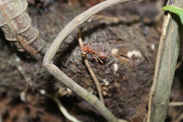 An ant on a wood