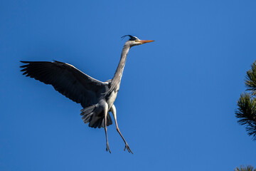 Graureiher (Ardea cinerea)