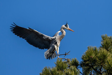 Graureiher (Ardea cinerea)