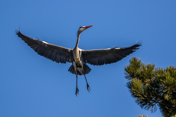 Graureiher (Ardea cinerea)