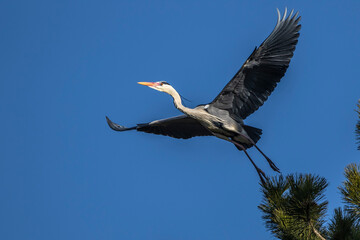 Graureiher (Ardea cinerea)