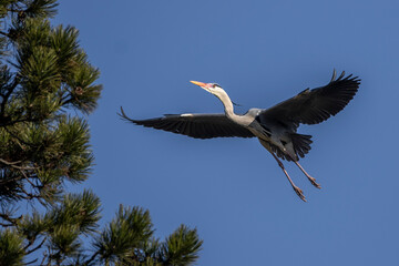 Graureiher (Ardea cinerea)