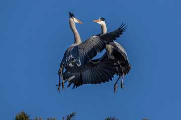 Graureiher (Ardea cinerea) streiten sich