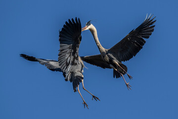 Graureiher (Ardea cinerea) streiten sich