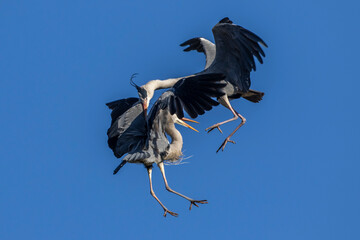 Graureiher (Ardea cinerea) streiten sich
