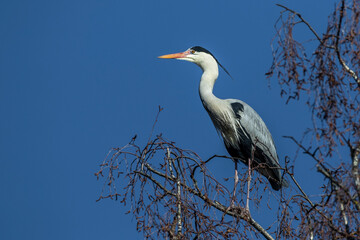 Graureiher (Ardea cinerea)