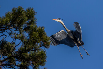 Graureiher (Ardea cinerea)