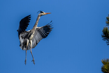 Graureiher (Ardea cinerea)