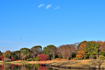 公園の池と紅葉と青空と