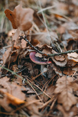 Picking up mushrooms on a field in the forest in autumn. 
fly agaric, red fly agaric
