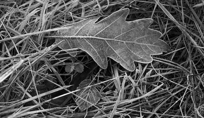 Frozen Oak tree leaf in the grass detail. Close up. Black and white photography.