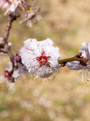 Obraz premium 2月の晴れの日の白梅