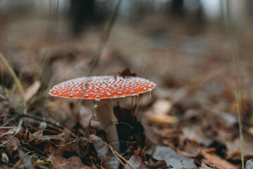 Picking up mushrooms on a field in the forest in autumn. 
fly agaric, red fly agaric