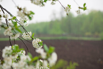 plowed field and a branch of blossoming paradise apple blooming apple trees