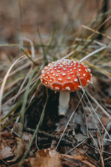 Picking up mushrooms on a field in the forest in autumn. 
fly agaric, red fly agaric