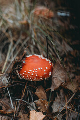 Picking up mushrooms on a field in the forest in autumn. 
fly agaric, red fly agaric