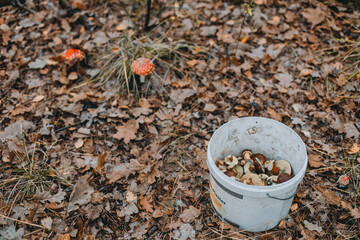 Mushrooms in a basket collected in the forest. Autumn forest, pick mushrooms, basket full of mushrooms
