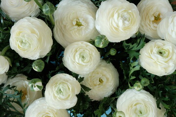 White ranunculus bouquet close-up  background.  white buttercups flower.Spring white flowers background. Floral card in pastel colors..Beautiful delicate spring flowers.