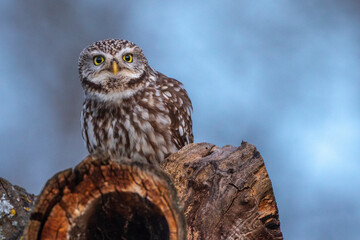 Steinkauz (Athene noctua)