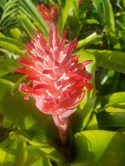 Red flowering bromeliad