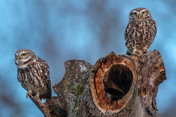 Steinkauzpaar (Athene noctua)