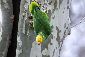 Gelbkopfamazone (Amazona oratrix)