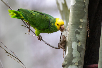 Gelbkopfamazone (Amazona oratrix)